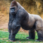 1000_F_99606667_XwdmYxhoW6QFWjhZ8fbzt9RxA9MzvRdJ