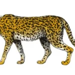 110815-Cheetahphoto-hmed-0245a
