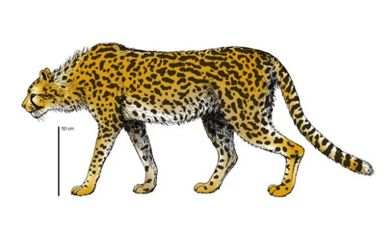 Acinonyx pardinensis