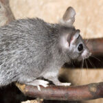 1200px-Acomys.cahirinus.cahirinus.6872