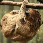 1200px-Choloepus_didactylus_2_-_Buffalo_Zoo