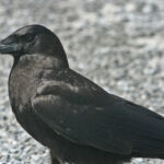 1200px-Corvus_ossifragus_Everglades