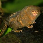 1200px-Dværgsilkeabe_Callithrix_pygmaea