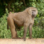 1200px-Olive_baboon_Ngorongoro