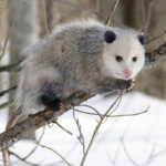 1200px-Opossum_2