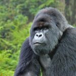 Mountain Gorilla (Gorilla beringei) silverback in Susa group, Rw