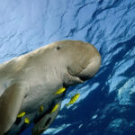 Dugong indický A dugong swimming in the sea.