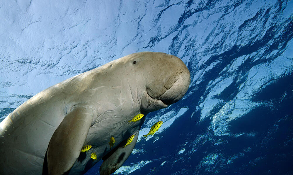 Dugong indický