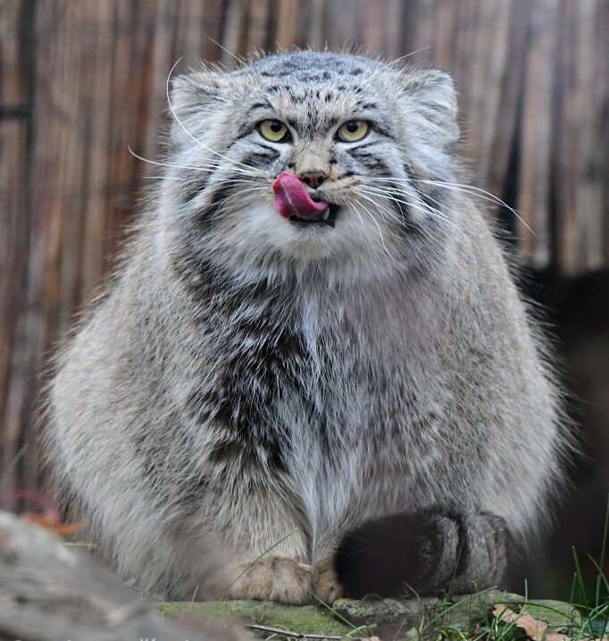 Manul