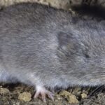 Hraboš sněžný arvicola delle nevi microtus nivalis mammifero alpino