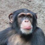 640px-Chimpanzee-Head
