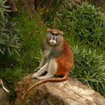640px-Patas_Monkey_Jr