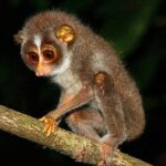 640px-Sri_Lankan_Slender_Loris_1