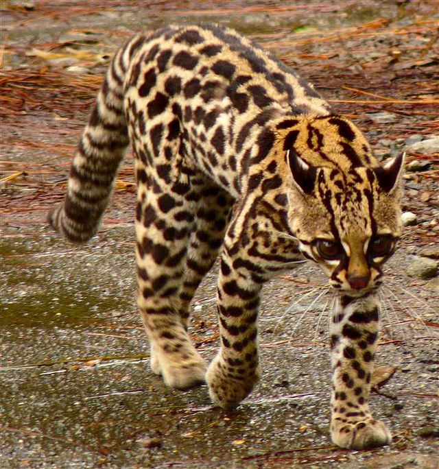 Ocelot stromový