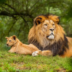 65758b7a7f832e848a4a438d_Lion-Panthera-leo