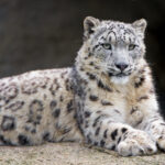 Picture by Tambako the Jaguar
