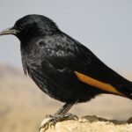 800px-Tristram’s_starling_3