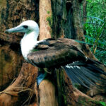 Abbott’s_Booby