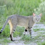 African-wildcat.jpg