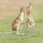 Agile_Wallaby_pair_-_East_Point_Reserve