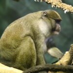 Allens_swamp_monkey