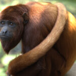Alouatta_seniculus
