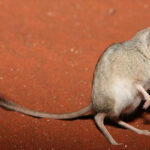 Antechinomys-laniger