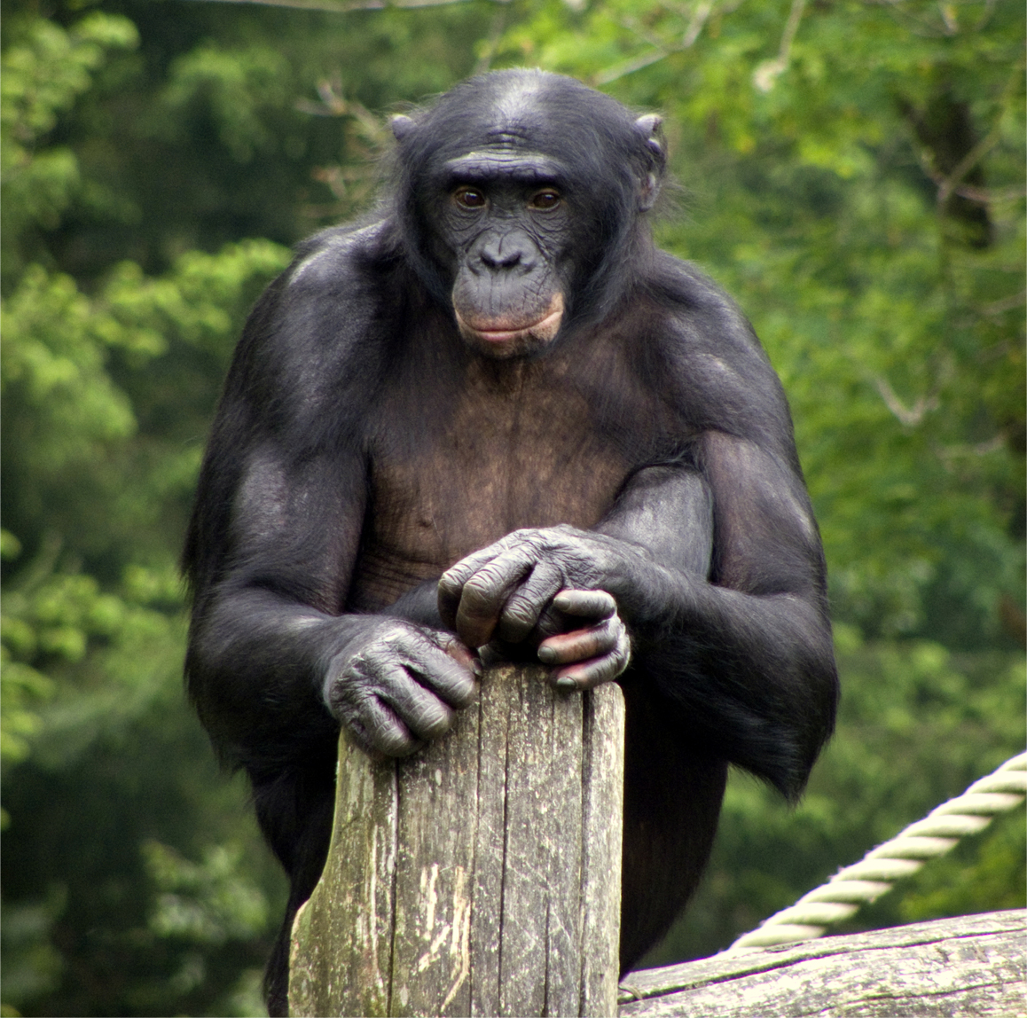 Šimpanz bonobo
