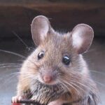 Apodemus_sylvaticus_bosmuis