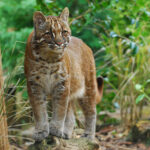 Asian_Golden_cat