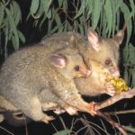 Brushtail_possum