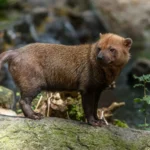 Bush-dog-Speothos-venaticus.jpg