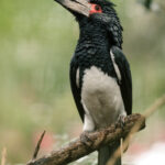 Bycanistes_bucinator_-Lowry_Park_Zoo,_Tampa,_Florida,_USA-8a