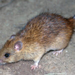 CSIRO_ScienceImage_10564_The_black_rat_Rattus_rattus
