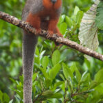 White-tailed Titi