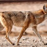 Canis_latrans_Mar_24_2021A61I7580_(51069048397)