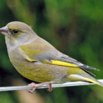 Carduelis_chloris_-England-8