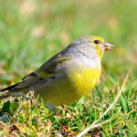 Carduelis_citrinella_-Plateau_de_Beille,_Ariege,_Midi-Pyrenee,_France-8_(3)