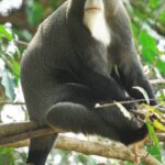 Cercopithecus_neglectus_37533010