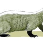 Chamitataxus_BW