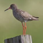Common_Redshank_Tringa_totanus