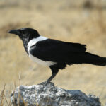 Corvus_albus_-Etosha_National_Park,_Namibia-8