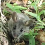 Deer_Mouse_(Peromyscus_maniculatus)_(9310532204)