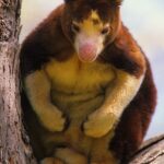 Dendrolagus_matschiei