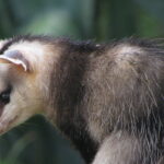 Didelphis_albiventris_(Lund,_1840)_(3452477057)