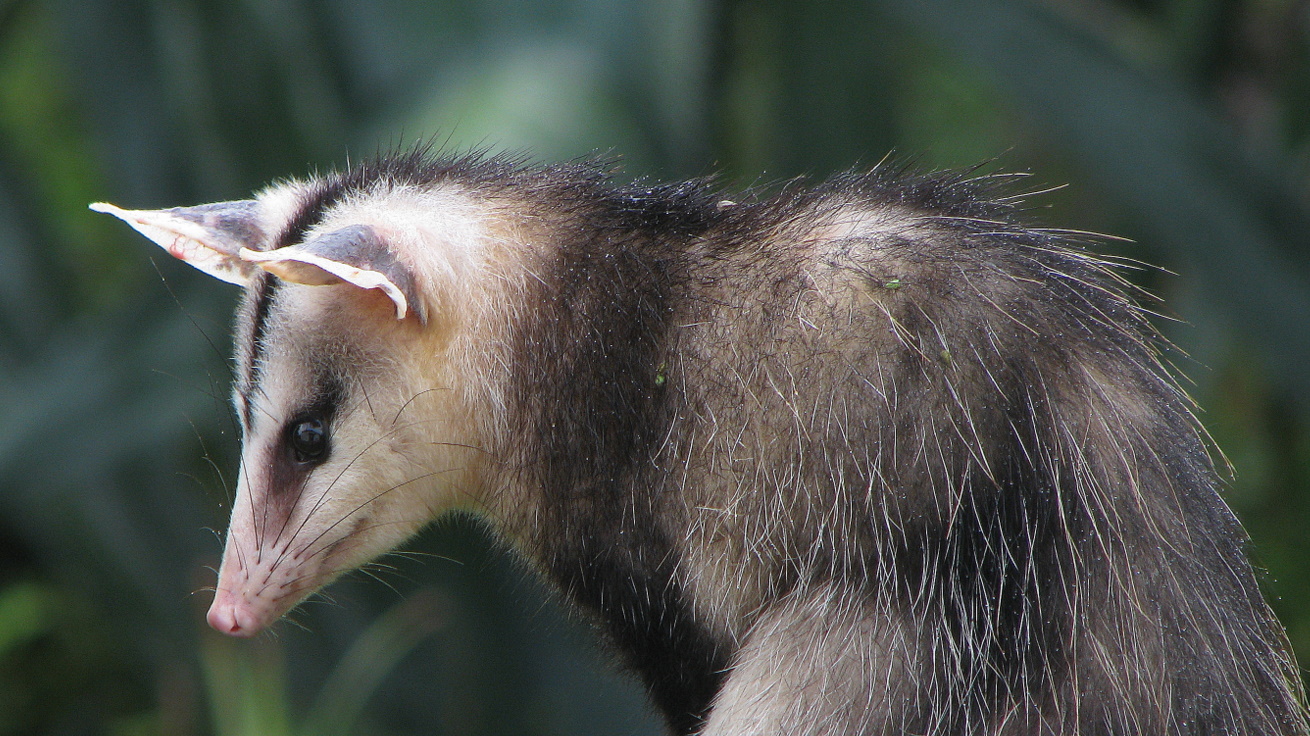 Vačice opossum