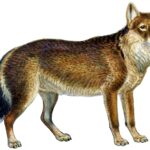 Dusicyon_australis_(white_background)