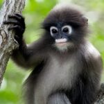 Duskyleafmonkey1
