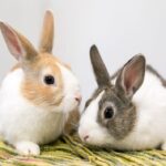 A pair of domesticated Dutch rabbits