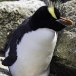 Erect-crested_penguin_(Eudyptes_sclateri)